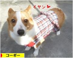 にほんブログ村 犬ブログ コーギーへ