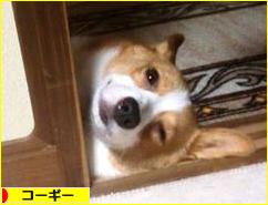 にほんブログ村 犬ブログ コーギーへ