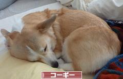 にほんブログ村 犬ブログ コーギーへ