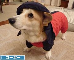 にほんブログ村 犬ブログ コーギーへ