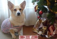にほんブログ村 犬ブログ コーギーへ