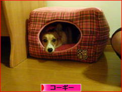 にほんブログ村 犬ブログ コーギーへ