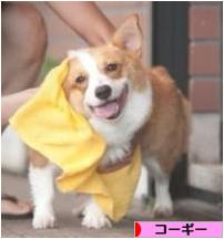 にほんブログ村 犬ブログ コーギーへ