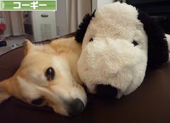 にほんブログ村 犬ブログ コーギーへ