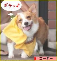 にほんブログ村 犬ブログ コーギーへ