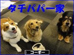 にほんブログ村 犬ブログ コーギーへ