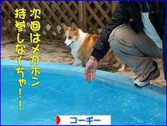 にほんブログ村 犬ブログ コーギーへ