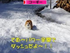 にほんブログ村 犬ブログ コーギーへ