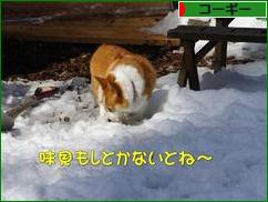 にほんブログ村 犬ブログ コーギーへ