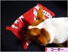 にほんブログ村 犬ブログ コーギーへ