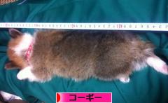にほんブログ村 犬ブログ コーギーへ