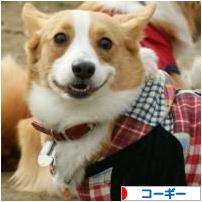 にほんブログ村 犬ブログ コーギーへ
