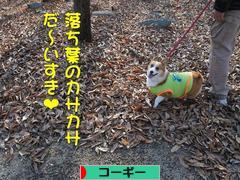 にほんブログ村 犬ブログ コーギーへ