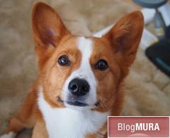 にほんブログ村 犬ブログ コーギーへ
