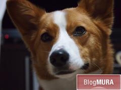 にほんブログ村 犬ブログ コーギーへ