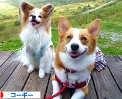 にほんブログ村 犬ブログ コーギーへ