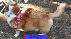 にほんブログ村 犬ブログ コーギーへ
