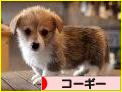 にほんブログ村 犬ブログ コーギーへ