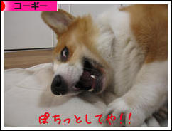 にほんブログ村 犬ブログ コーギーへ