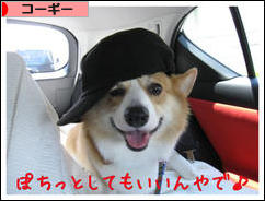にほんブログ村 犬ブログ コーギーへ