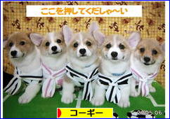 にほんブログ村 犬ブログ コーギーへ