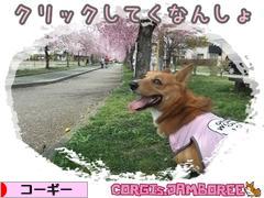 にほんブログ村 犬ブログ コーギーへ