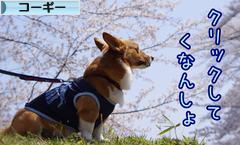 にほんブログ村 犬ブログ コーギーへ