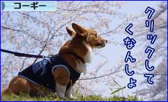 にほんブログ村 犬ブログ コーギーへ