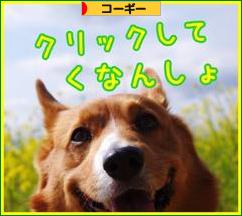 にほんブログ村 犬ブログ コーギーへ