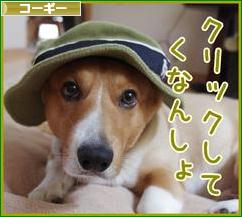 にほんブログ村 犬ブログ コーギーへ