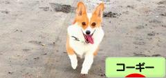 にほんブログ村 犬ブログ コーギーへ