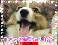 にほんブログ村 犬ブログ コーギーへ