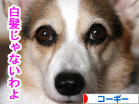 にほんブログ村 犬ブログ コーギーへ