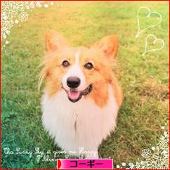 にほんブログ村 犬ブログ コーギーへ