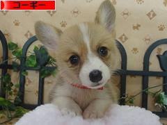 にほんブログ村 犬ブログ コーギーへ
