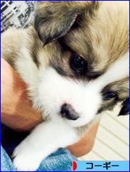 にほんブログ村 犬ブログ コーギーへ