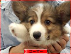 にほんブログ村 犬ブログ コーギーへ