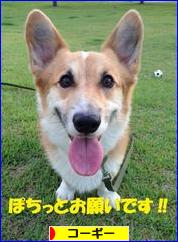 にほんブログ村 犬ブログ コーギーへ