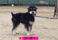 にほんブログ村 犬ブログ コーギーへ
