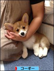 にほんブログ村 犬ブログ コーギーへ