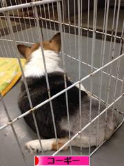にほんブログ村 犬ブログ コーギーへ