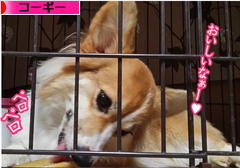 にほんブログ村 犬ブログ コーギーへ