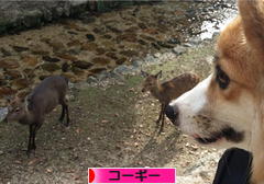 にほんブログ村 犬ブログ コーギーへ
