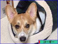 にほんブログ村 犬ブログ コーギーへ