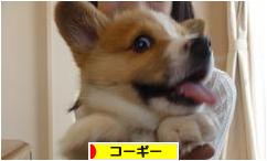 にほんブログ村 犬ブログ コーギーへ