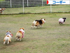 にほんブログ村 犬ブログ コーギーへ