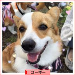 にほんブログ村 犬ブログ コーギーへ