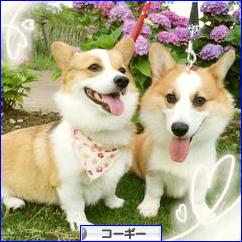 にほんブログ村 犬ブログ コーギーへ