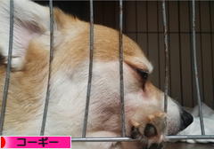 にほんブログ村 犬ブログ コーギーへ