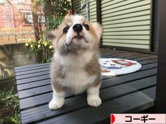 おじゃがくんに 会う Lucca The Corgi